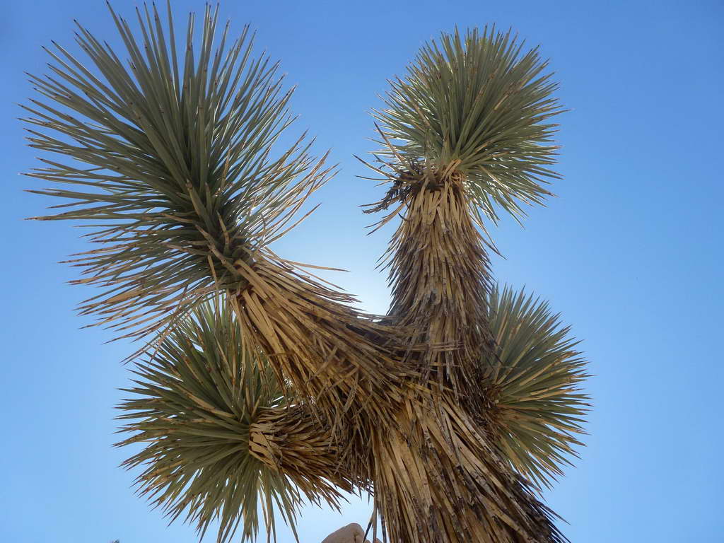 Joshua Tree National Park